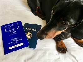 Buy Pet Passports Online in California